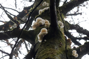 porceleinzwam (Oudemansiella mucida) 10-2025 2147